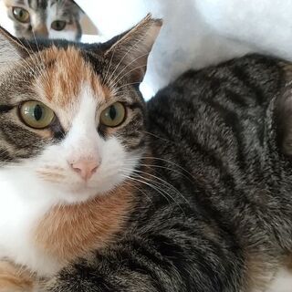 姉妹二匹で優しいお姉さまのもとに里子にでました、八割れ三毛