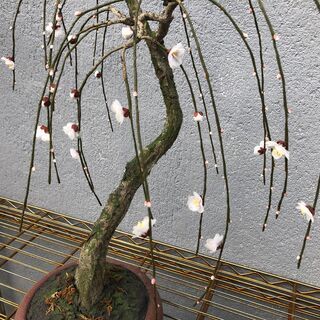 盆栽 （ 桜？ ）の造花 全長約56cmの画像