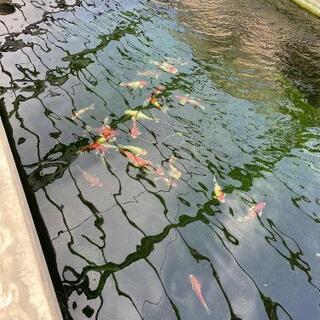錦鯉　稚魚～　大きい物もいます　安い物～高い物まで　 - フリーマーケット