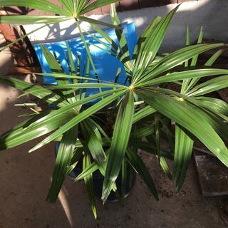 シュロの鉢植え（難あり）