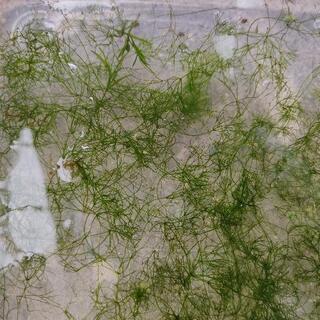 二テラ ナヤス 水草 メダカ ビオトープに