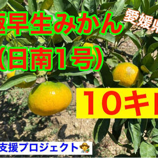 極早生　10キロ 配達します！！