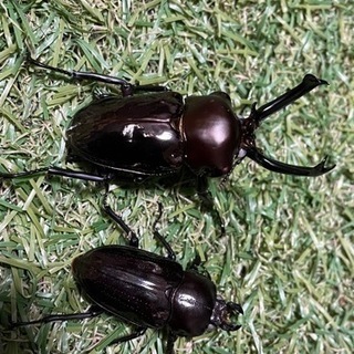 ニジイロクワガタ(ブラックホワイトアイ)成虫ペア♂57.8mm♀...