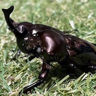 ニジイロクワガタ(ブラックホワイトアイ)成虫ペア♂57.8mm♀37.4の画像