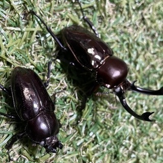 ニジイロクワガタ(ブラックホワイトアイ)成虫ペア♂57.8mm♀37.4の画像