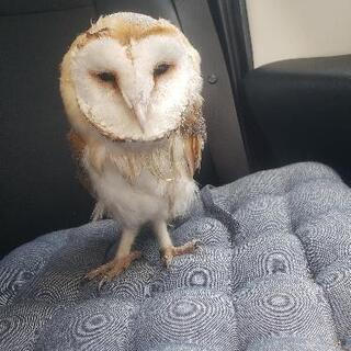メンフクロウ、まだ幼いです。