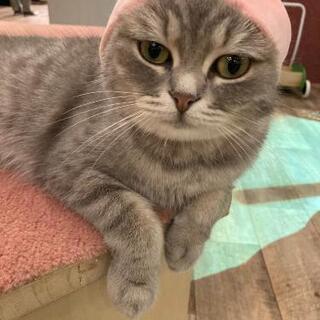 猫好きグループメンバー募集中