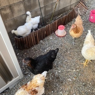 籾殻　もみがら　くださいm(_ _)m