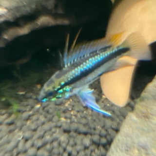 アピストグラマ トリファスキアータ 稚魚5匹