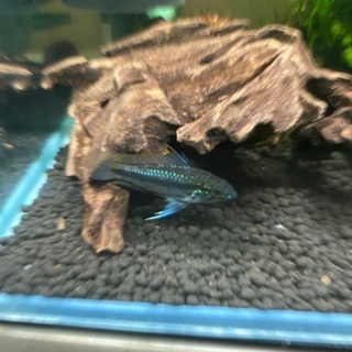 アピストグラマ トリファスキアータ 稚魚5匹の画像