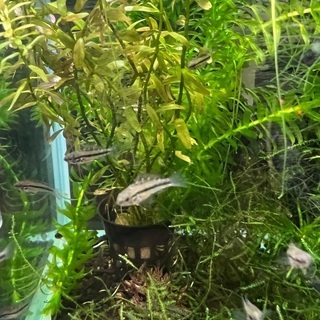 アピストグラマ トリファスキアータ 稚魚5匹の画像