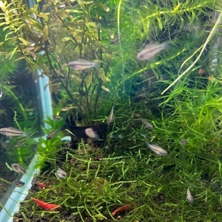 アピストグラマ トリファスキアータ 稚魚5匹の画像