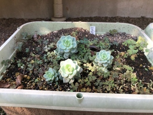 水受け付き四角いプランター３個➕丸いミニトマトの鉢➕多肉植物付き