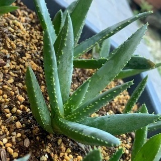 アロエ ラモシシマ　実生1株の画像