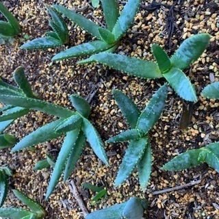 アロエ ラモシシマ　実生1株の画像