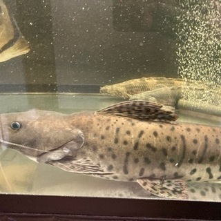 タイガーシャベルノーズキャット×セルフィンキャット