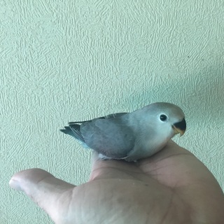 【けんぼの森】コザクラインコ《モーブ》ホワイトフェイス〔良血統〕...