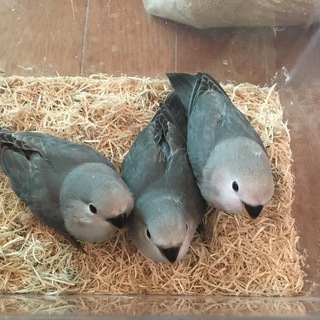 【けんぼの森】コザクラインコ《モーブ》ホワイトフェイス〔良血統〕9月中旬生まれ3羽☆超お買い得価格15,000円（税込） - 相模原市