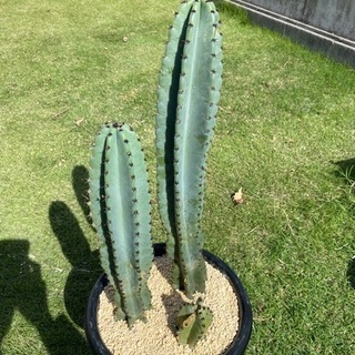 取引中柱サボテン棘あり🌵寄せ植え