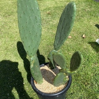 取引中うちわサボテン🌵寄せ植え棘なし
