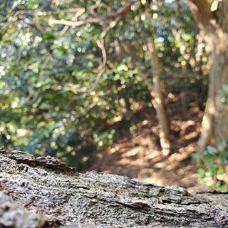 横須賀・衣笠の方必見！住宅街の中にある森で完全無農薬の野菜を育てるレンタル農園　小矢部農園 - 地元のお店