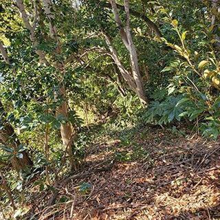 横須賀・衣笠の方必見！住宅街の中にある森で完全無農薬の野菜を育てるレンタル農園　小矢部農園 − 神奈川県