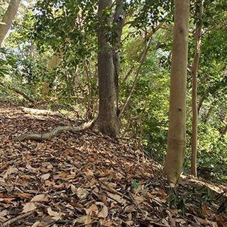 横須賀・衣笠の方必見！住宅街の中にある森で完全無農薬の野菜を育てるレンタル農園　小矢部農園 - 横須賀市