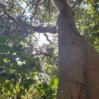 横須賀・衣笠の方必見！住宅街の中にある森で完全無農薬の野菜を育てるレンタル農園　小矢部農園 - その他