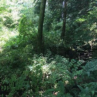 熱海・三島エリアで小川のせせらぎを聞きながら自然農！完全無農薬レンタル農園　南箱根農園 − 静岡県