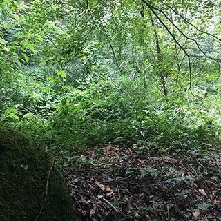 熱海・三島エリアで小川のせせらぎを聞きながら自然農！完全無農薬レンタル農園　南箱根農園 - 田方郡