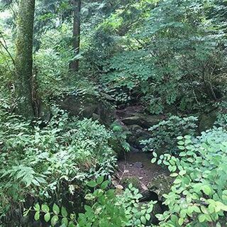 熱海・三島エリアで小川のせせらぎを聞きながら自然農！完全無農薬レンタル農園　南箱根農園 - その他