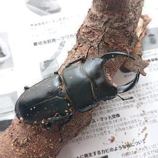 オオクワガタ♂♀ペア(飼育ケース付き)②