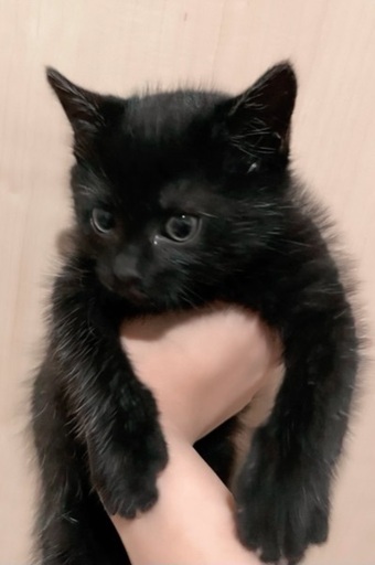 黒猫様 ももことダイヤ🐈‍⬛🐈‍⬛ ごはん待ち🍽️ ••┈┈┈┈•• 他の