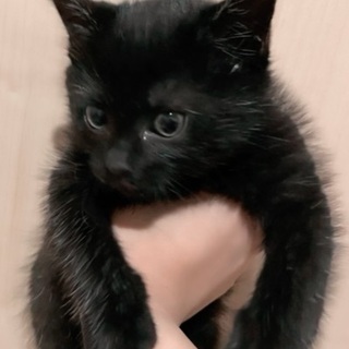 黒猫の子猫を保護しました♪