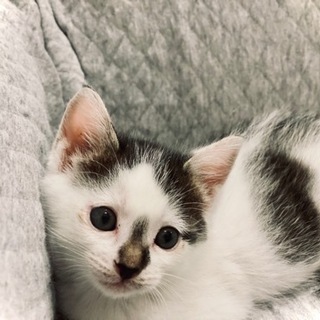 保護猫　1ヶ月　里親募集(相談中です)