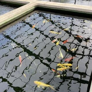 錦鯉　稚魚～　大鯉　安い物～から高い物まで　種類色々
