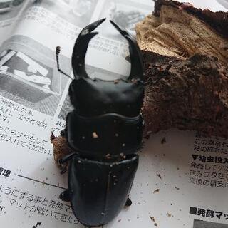 オオクワガタ♂♀ペア(飼育ケース付き)③