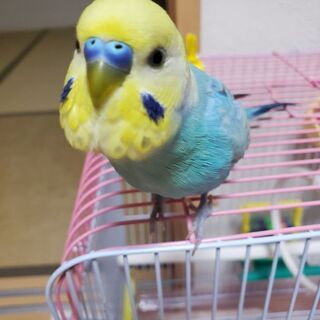 セキセイインコ探して下さい　青色