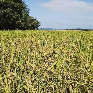 おかげ様で完売しました。【令年3年産】新米 ヒノヒカリ
