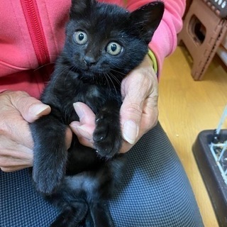 黒猫　首周り少し白　女の子　生後約2ヶ月