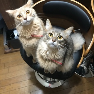 ソマリ姉妹1歳幸せにしてあげて下さい