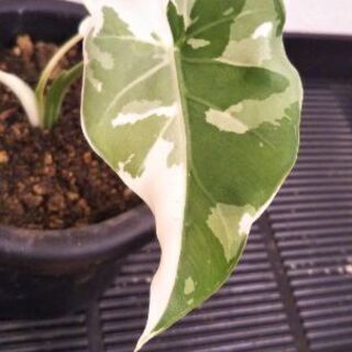 非売品‼️新品未開封☆嵐 AROUND ASIA in 台北 参加者限定☆DVD