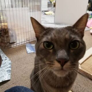 とっても人懐っこい美猫君です(^-^)