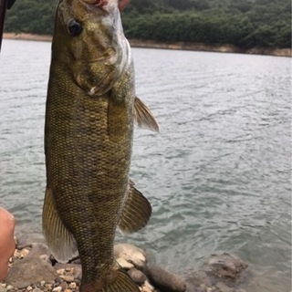 陸っぱり夜バス釣り仲間募集 - 千葉市