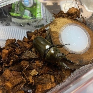 カブクワ好き集まれ！