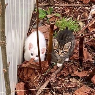 とても可愛い子猫達です。