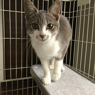 グレー白　1歳くらいの猫（去勢済み）里親募集