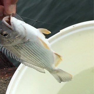 お気軽フィッシング