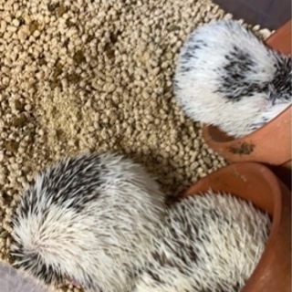 ハリネズミ｜助け合い｜ジモティー