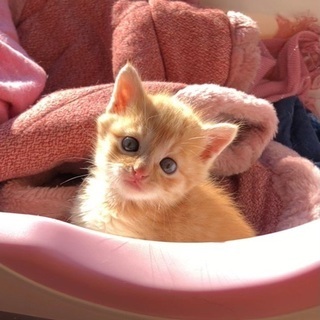 とても可愛い仔猫です
